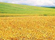 wheat